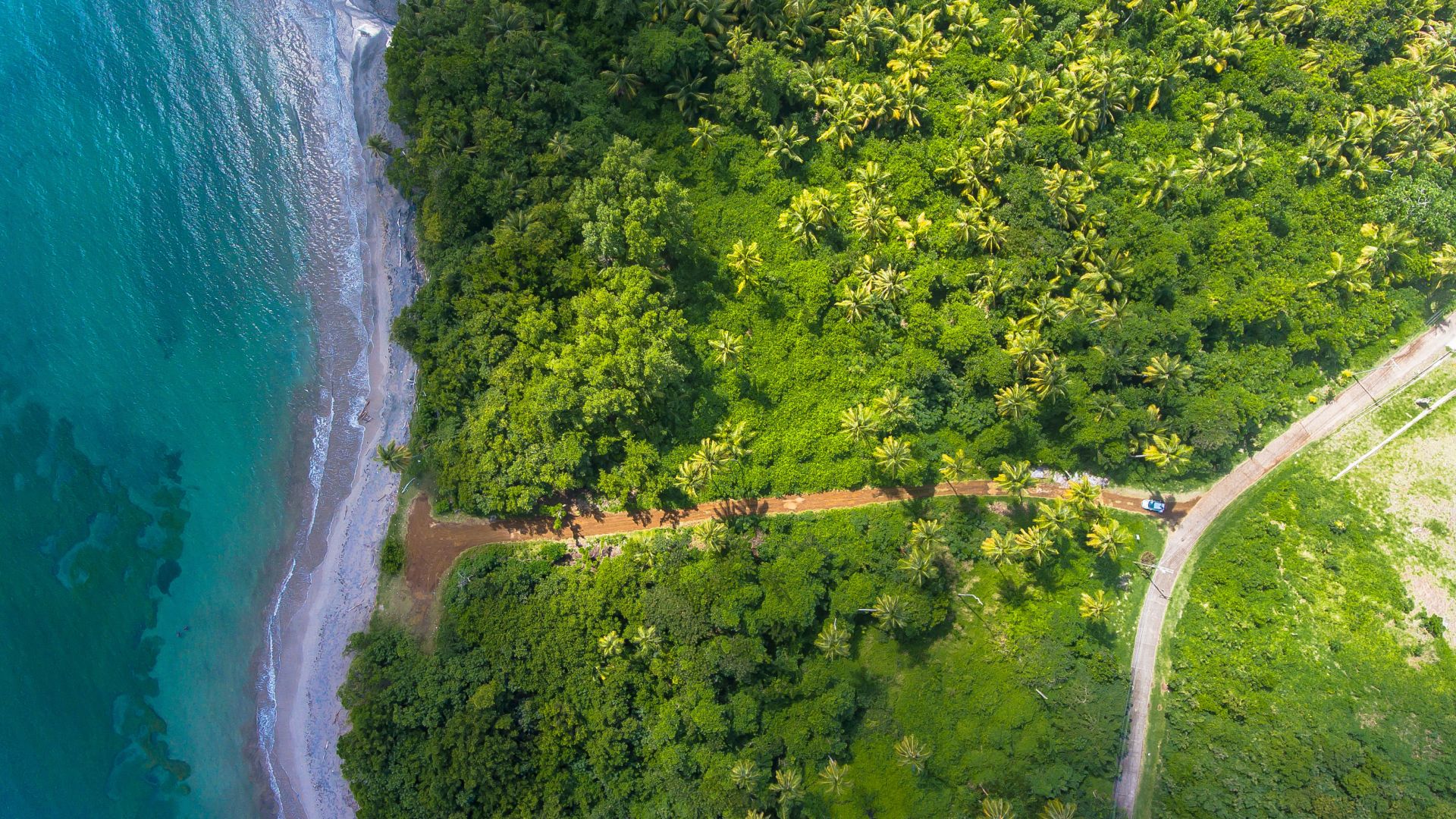 coastline with trees